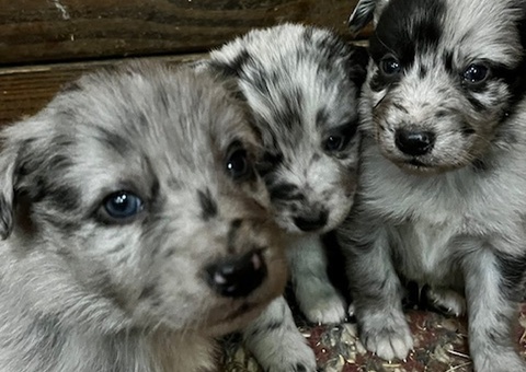 AKC Litter - all blue merles!