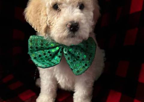 6 Standard poodle puppies available