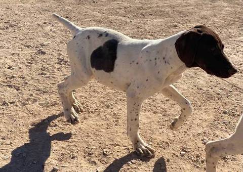 Limited German Shorthaired pointers for sale