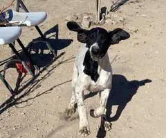 Limited German Shorthaired pointers for sale