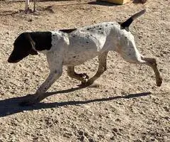 Limited German Shorthaired pointers for sale