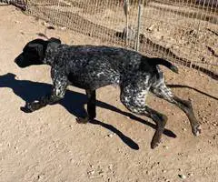 Limited German Shorthaired pointers for sale