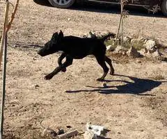 Limited German Shorthaired pointers for sale
