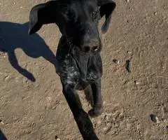 Limited German Shorthaired pointers for sale
