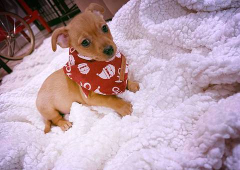 2 Chiweenie babies need a home