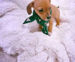 2 Chiweenie babies need a home