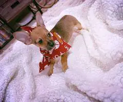 2 Chiweenie babies need a home