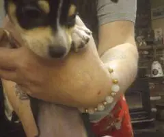 3 Purebred Deerhead Chihuahuas for sale