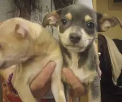 3 Purebred Deerhead Chihuahuas for sale