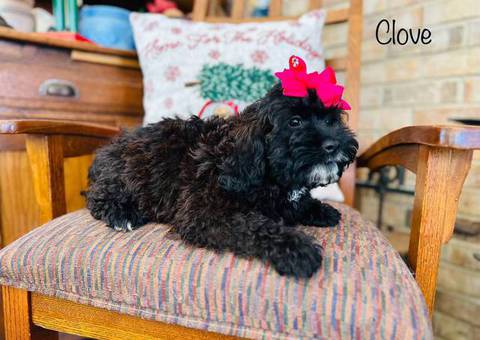 F1 Cockapoo girl puppy