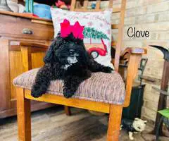F1 Cockapoo girl puppy