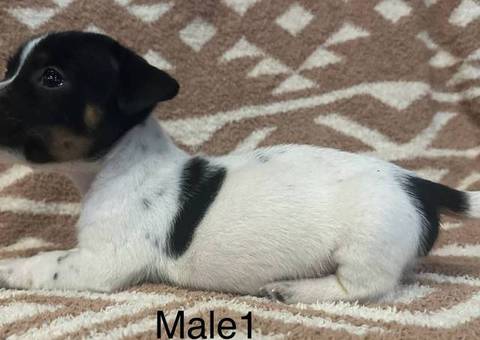 4 beautiful Jack Russell Terrier puppies for sale