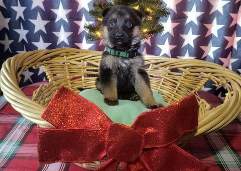 Christmas German Shepherd puppies