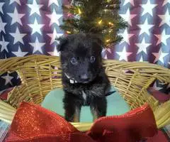 Christmas German Shepherd puppies