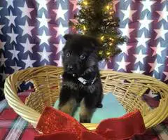 Christmas German Shepherd puppies