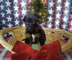 Christmas German Shepherd puppies