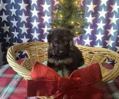 Christmas German Shepherd puppies