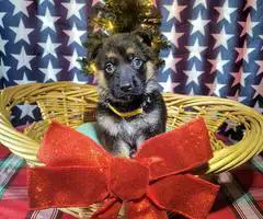 Christmas German Shepherd puppies