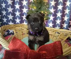 Christmas German Shepherd puppies
