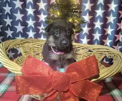 Christmas German Shepherd puppies