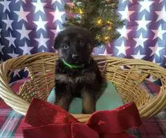Christmas German Shepherd puppies