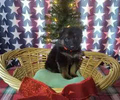 Christmas German Shepherd puppies