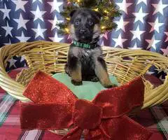Christmas German Shepherd puppies