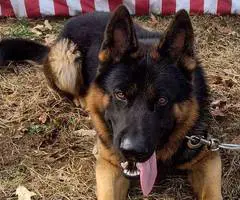 Christmas German Shepherd puppies