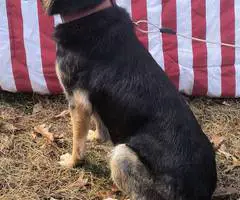 Christmas German Shepherd puppies