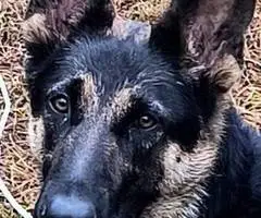 Christmas German Shepherd puppies