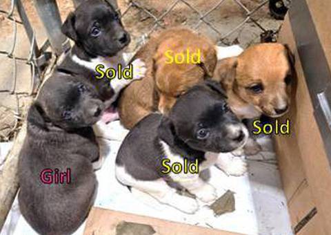 4 Rat Terrier puppies need Christmas homes