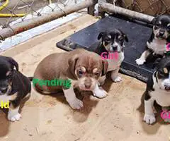 4 Rat Terrier puppies need Christmas homes