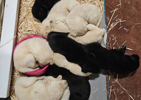 Maremma Sheepdog and Labrador Retriever Mix puppies