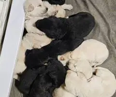 Maremma Sheepdog and Labrador Retriever Mix puppies