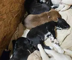 Maremma Sheepdog and Labrador Retriever Mix puppies