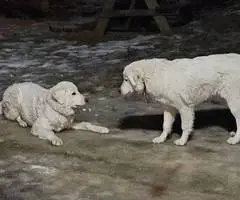 Maremma Sheepdog and Labrador Retriever Mix puppies