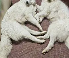 Maremma Sheepdog and Labrador Retriever Mix puppies