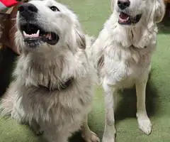 Maremma Sheepdog and Labrador Retriever Mix puppies
