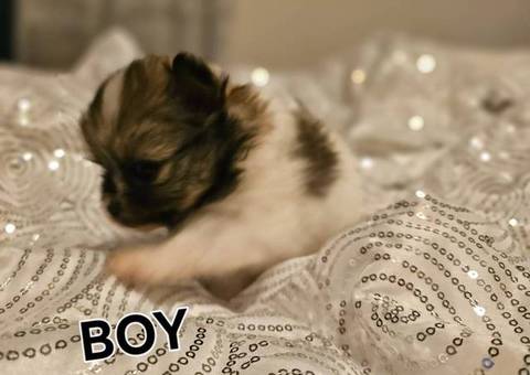 4 cute Pomeranian puppies for sale