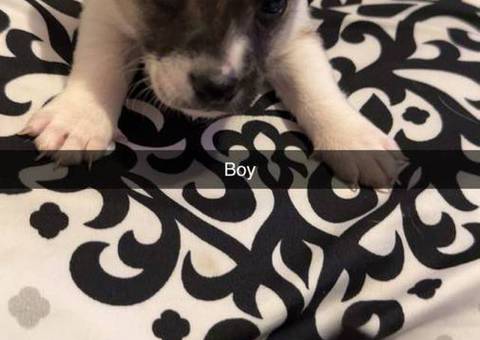6 Chiweenie babies for sale