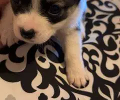 6 Chiweenie babies for sale