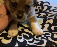 6 Chiweenie babies for sale