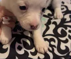 6 Chiweenie babies for sale