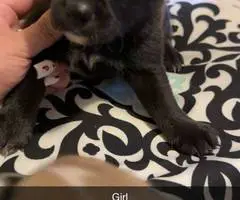 6 Chiweenie babies for sale