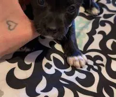 6 Chiweenie babies for sale