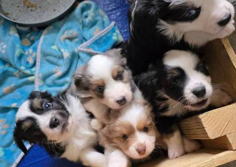 Mini/Toy Australian Shepherd puppies