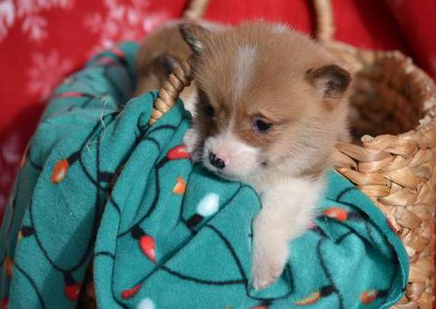 Christmas Pembroke Welsh Corgi puppies