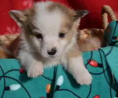 Christmas Pembroke Welsh Corgi puppies