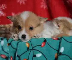 Christmas Pembroke Welsh Corgi puppies