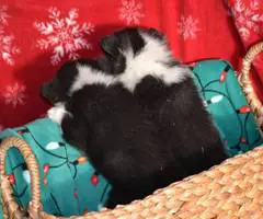 Christmas Pembroke Welsh Corgi puppies